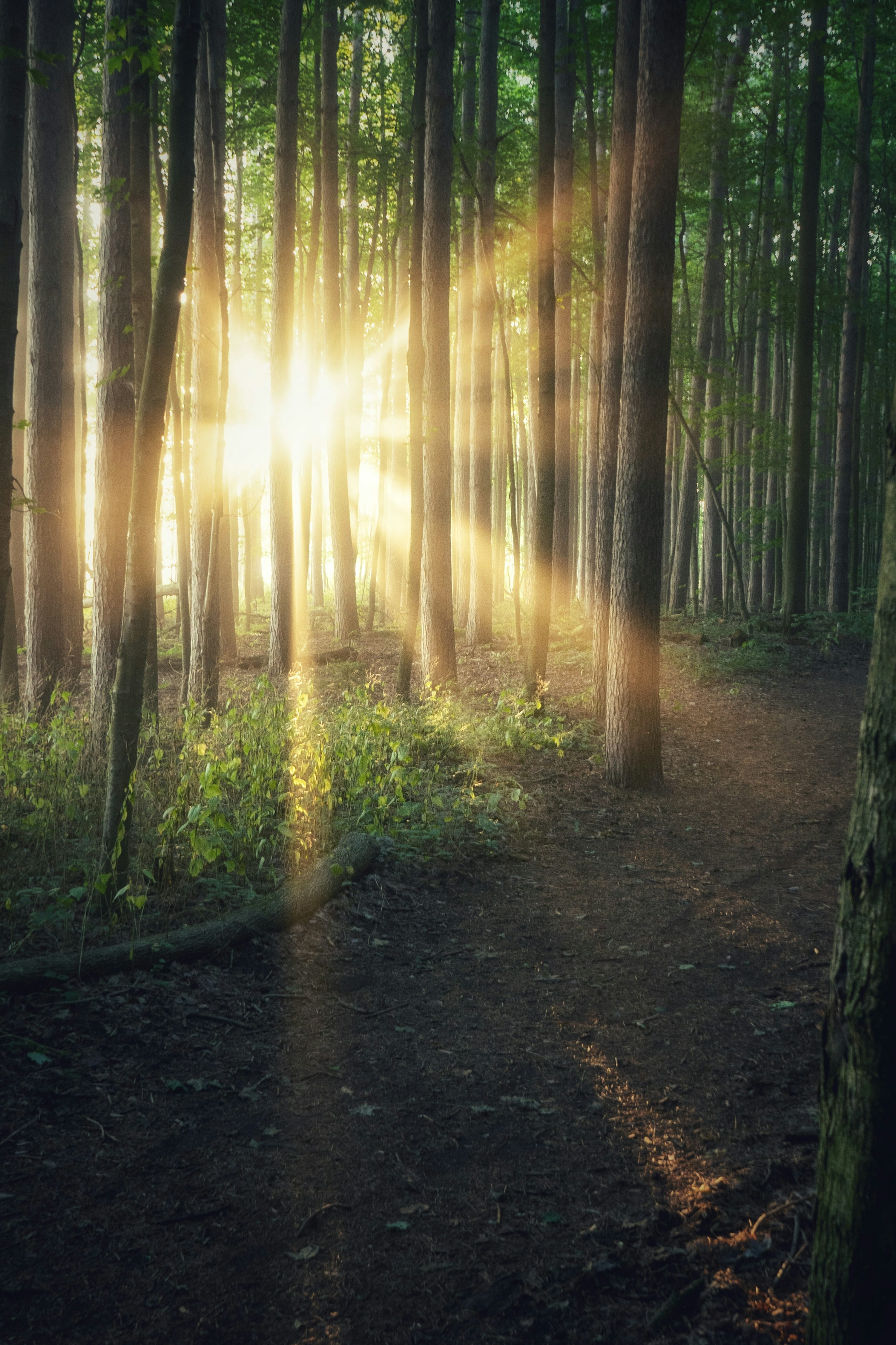 “The present moment is filled with joy and happiness. If you are attentive, you will see it.” 
― Thich Nhat Hanh